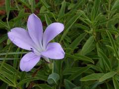 Barleria wilmsiana
