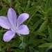 Barleria wilmsiana - Photo (c) Andrew Hankey, some rights reserved (CC BY-SA), uploaded by Andrew Hankey
