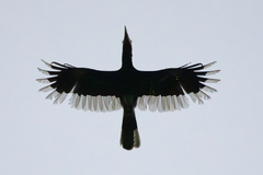Brown-Cheeked Hornbill photo 3