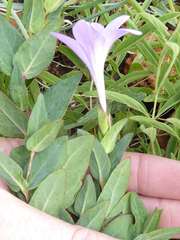 Barleria wilmsiana