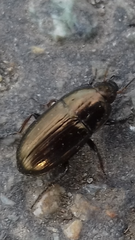 Amara aenea