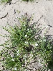 Pectocarya recurvata