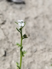 Pectocarya recurvata