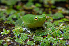 Rio Lime Treefrog photo 1