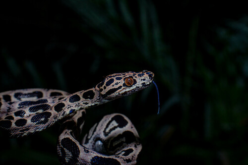 Garden Tree Boa, Corallus hortulana