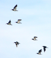 Haematopus leucopodus