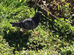 Columba livia domestica