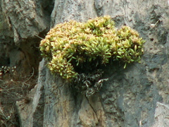 Staehelina fruticosa