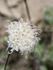 Chaenactis carphoclinia