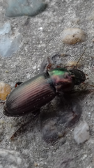 Harpalus distinguendus