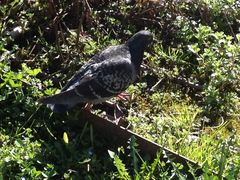 Columba livia domestica