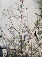 Chaenactis carphoclinia