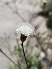 Chaenactis carphoclinia