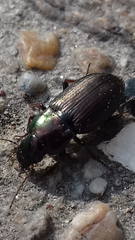 Harpalus distinguendus