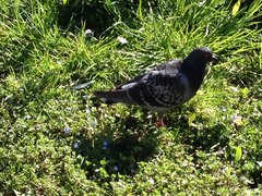 Columba livia domestica