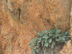 Limonium cornarianum