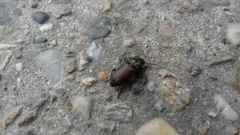 Harpalus distinguendus