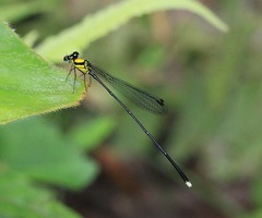 Coeliccia chromothorax