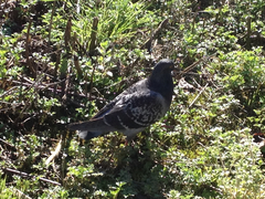 Columba livia domestica