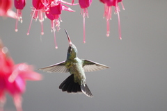 Cynanthus latirostris