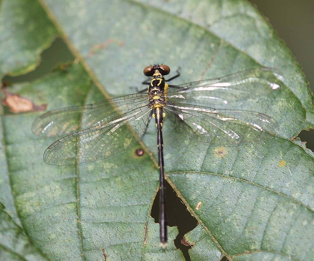 Davidius fruhstorferi
