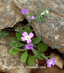 Malcolmia chia