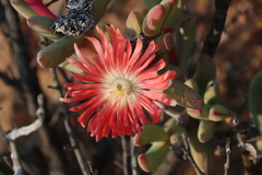 (c) Tony Rebelo, some rights reserved (CC BY-SA) Astridia longifolia, photograph (c) Tony Rebelo, some rights reserved (CC BY-SA)