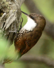 Pygarrhichas albogularis