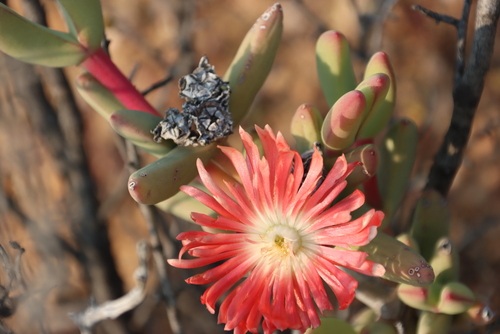 Astridia longifolia, photograph 6