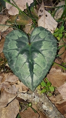 Cyclamen
