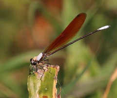 Mnais andersoni