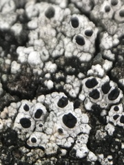 Pseudothelomma occidentale