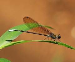 Mnais andersoni