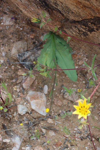 Image of Freesia viridis by (c) Tony Rebelo, some rights reserved (CC BY-SA)