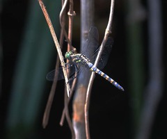 Onychothemis testacea