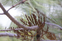 Arceuthobium divaricatum