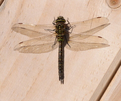 Rhionaeschna variegata