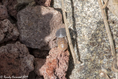 Armadillidium vulgare