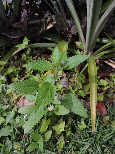 Image of Marsypianthes chamaedrys by (c) Fabrício Mil Homens Riella, some rights reserved (CC BY)