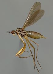 Chelipoda secreta
