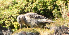 Colaptes pitius