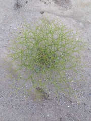 Eriogonum brachyanthum