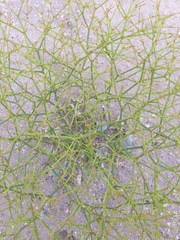 Eriogonum brachyanthum