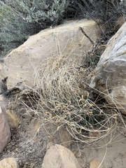 Astragalus remotus