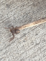 Bassaniana utahensis