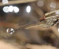 Prodasineura verticalis