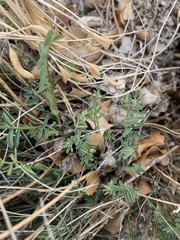 Astragalus remotus