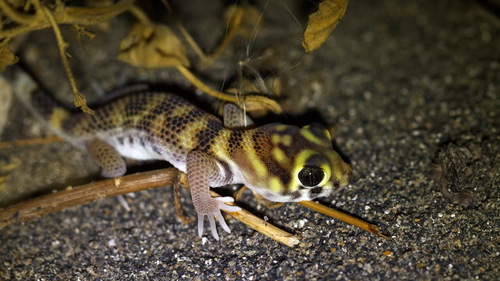 Rustamov's Plate-tailed Gecko, Teratoscincus rustamowi