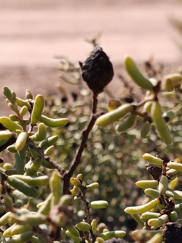 Image of Suaeda divaricata by (c) Benjamin Bender, some rights reserved (CC BY)