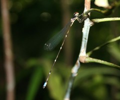 Drepanosticta sharpi